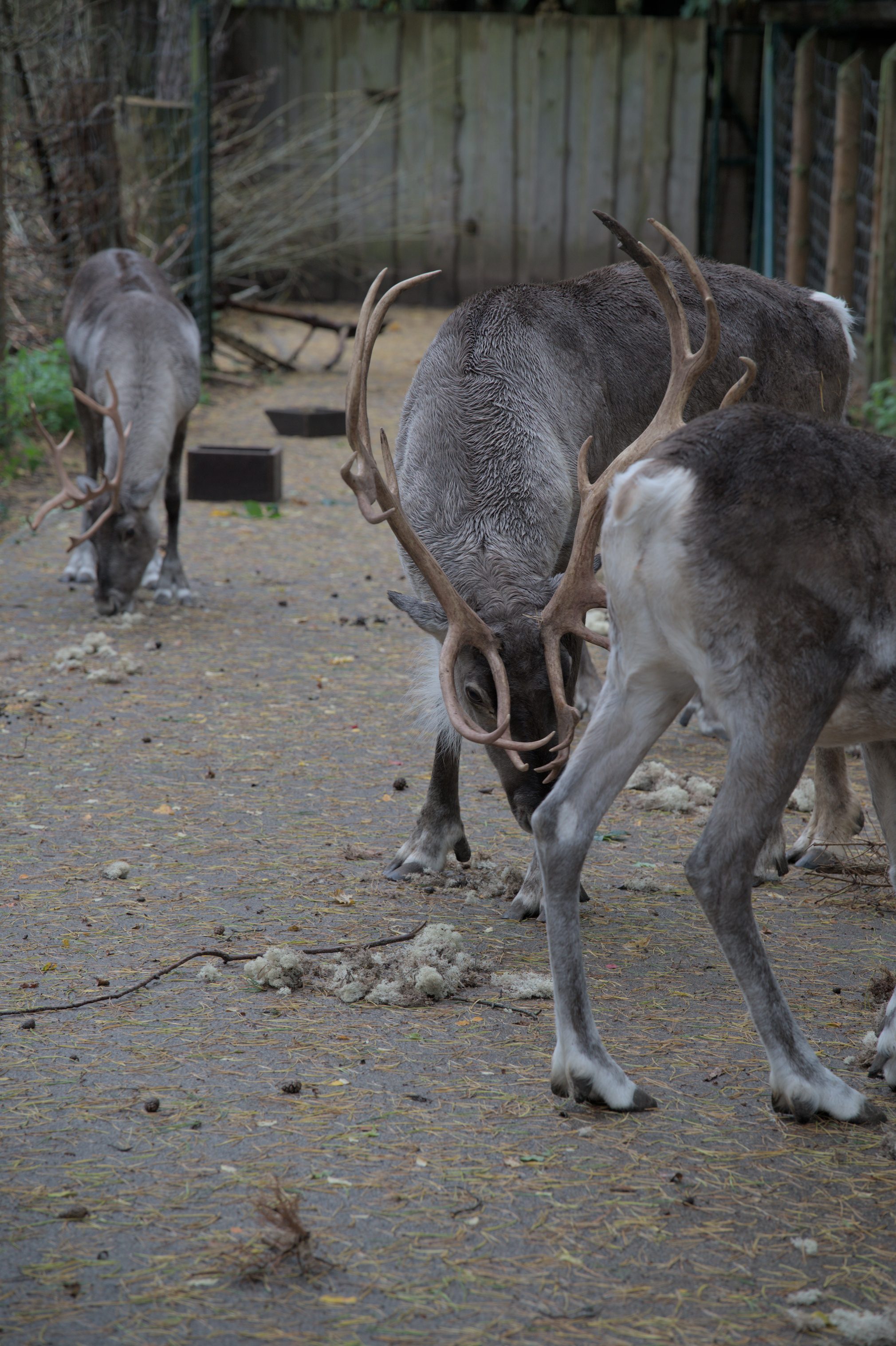 2025/10/12 - zoo/DSC_0079.jpg